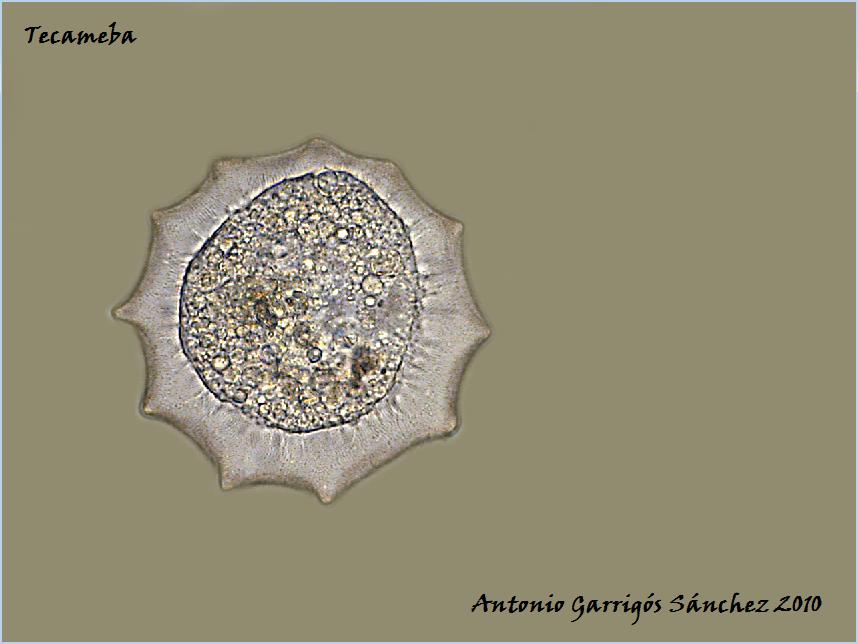 Tecameba  [ Arcella dentata ]